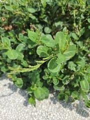 Alysicarpus ovalifolius