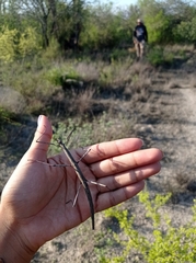 Diapheromera femorata