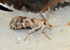 Prionapteryx indentella