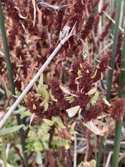 Rumex