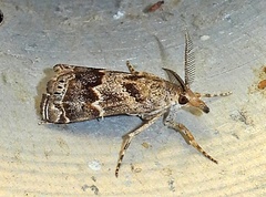 Prionapteryx indentella
