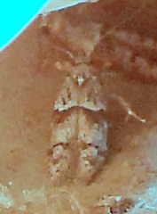Pigritia