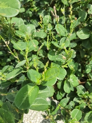 Alysicarpus ovalifolius