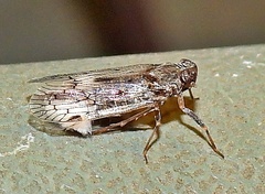 Melanoliarus aridus