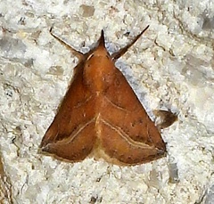 Phyprosopus callitrichoides