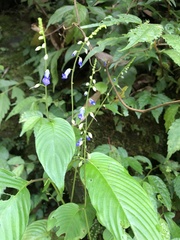 Rhynchoglossum obliquum