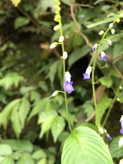 Rhynchoglossum obliquum