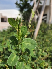 Alysicarpus ovalifolius