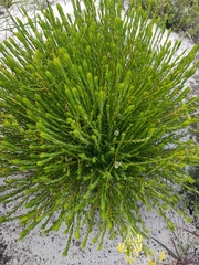 Diosma oppositifolia