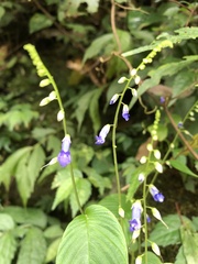 Rhynchoglossum obliquum