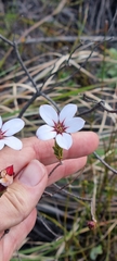 Adenandra