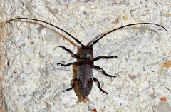 Oncideres cingulata