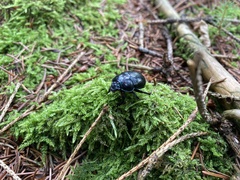 Geotrupidae