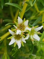 Diosma oppositifolia