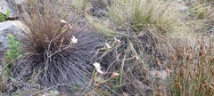 Adenandra