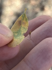 Andricus pedicellatus