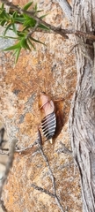 Temnopteryx phalerata