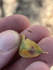 Andricus pedicellatus