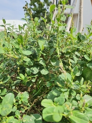 Alysicarpus ovalifolius