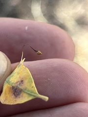 Andricus pedicellatus