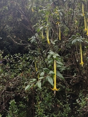 Salpichroa didierana