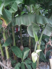Musa basjoo