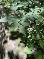Celtis bungeana