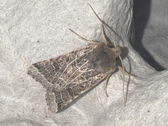 Agrochola lunosa