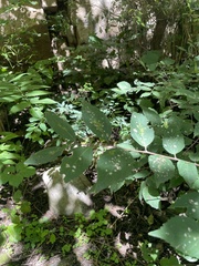 Celtis bungeana