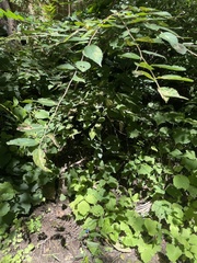 Celtis bungeana