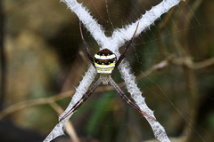 Argiope aetheroides