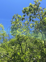 Celtis bungeana