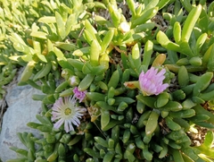 Disphyma australe australe