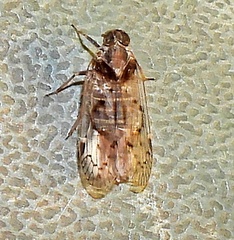 Melanoliarus aridus