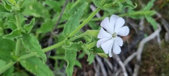 Silene undulata