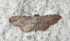Pimaphera sparsaria