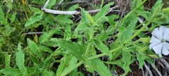 Silene undulata