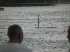 Nycticorax nycticorax