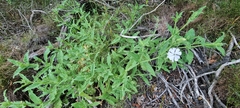 Silene undulata