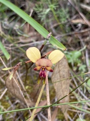 Diuris longifolia