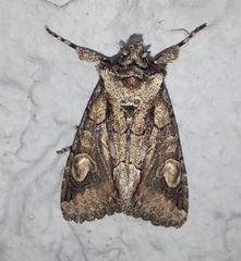 Allophyes oxyacanthae