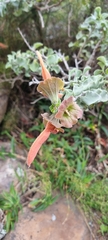 Salvia aurea