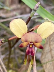 Diuris longifolia