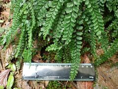 Adiantum hispidulum