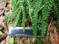 Adiantum hispidulum