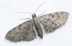 Eupithecia tripunctaria