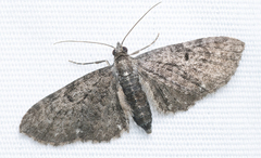 Eupithecia tripunctaria