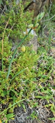 Albuca cooperi
