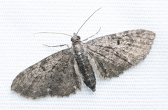 Eupithecia tripunctaria