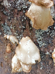 Pleurotus